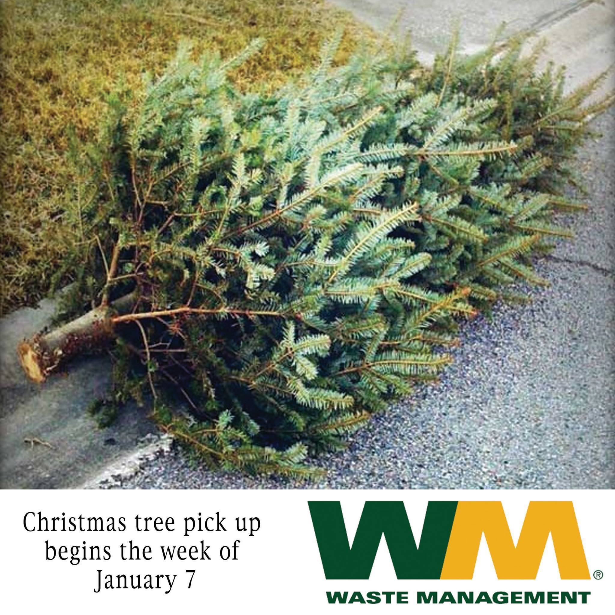 Christmas Tree Pick Up Starting January 7