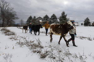 Carousel image 083672c0ea887109a141 4 h cows at roxbury 10 scaled