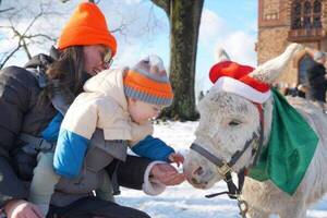 Carousel image 7dc38e39107df7b9008e 51 25comm hank the donkey olana solstice
