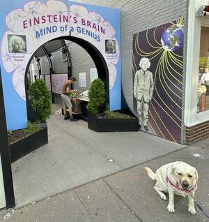 Carousel image c32e0e6fc3722f1ec608 5 24 25 einstein exhibit with luna at dohm alley