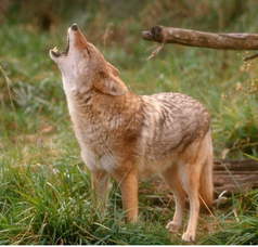 Carousel image b164250a3140e5e8d31b 6 27 24 coyote
