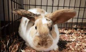 Carousel image 099057650407878fb10d 7 31 adoption columbia greene humane society rabbit