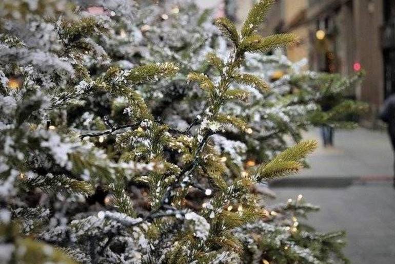 Olean Residents Can Leave Christmas Trees At Curb For Disposal Greater Olean Ny News Tapinto