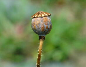 Carousel image aec54c1eee9fcb803b57 8 2 august seed journey at sva pic