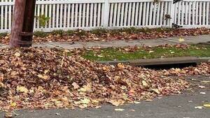 Carousel image be0ab81aff2401b4895e 8 5 25 adopt a storm drain