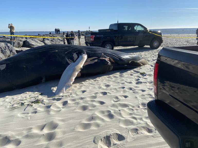 Humpback Whale Washes Up Dead Near Barnegat Lighthouse on LBI TAPinto