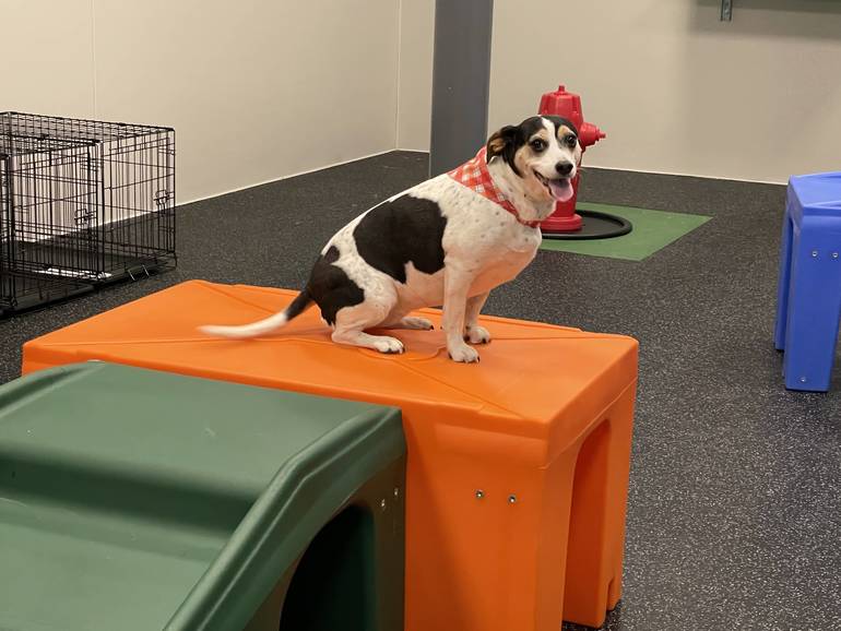 How Much Does It Cost To Open A Dogtopia