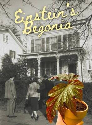 Carousel image 7af82ad388f6c5ac4861 9 7 25 einsteins begonia  002 