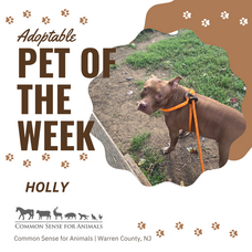 Carousel image e696e61996639ddea9fc adoptable pet of the week holly