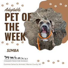 Carousel image ec359dc564b6a4177267 adoptable pet of the week simba