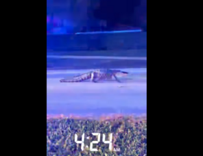 Carousel image b831148fe410fb1235c9 alligator in neighborhood