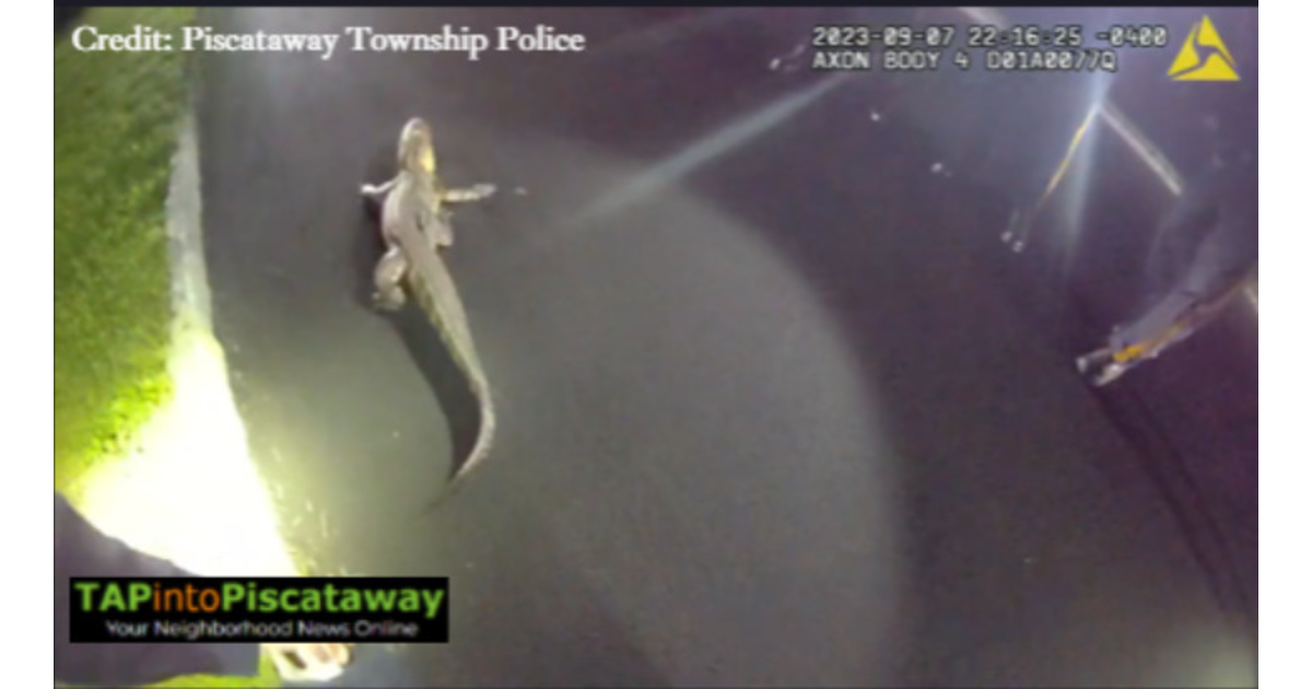 Piscataway Police Release Bodycam Footage of Alligator Being Captured ...