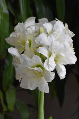 Carousel image 57b7b79920984542049d amaryllis alaska 300dpi photo credit longfield gardens.com