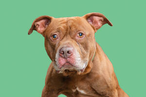 Carousel image 8b4affdd8fc63b736985 animal shelter hereford 1