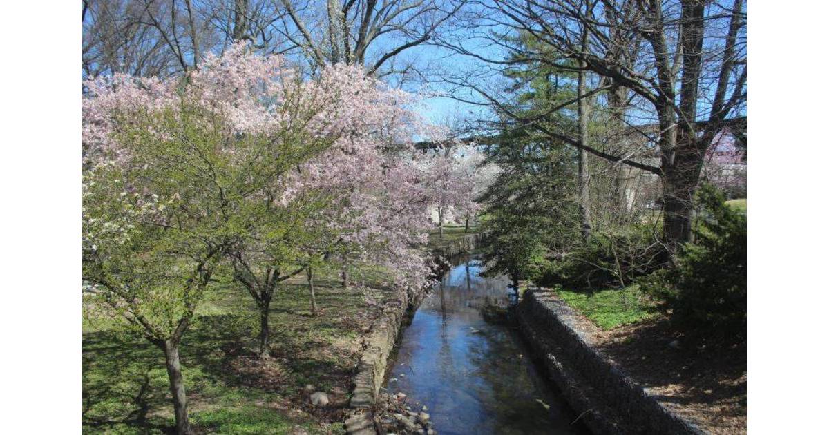 Before Cutting Down A Tree in Nutley, Check The Law First, You May Need