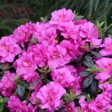 Carousel image ba995bcae8af0024d09a azalea rhododendron perfecto mundo double purple from spring meadow300