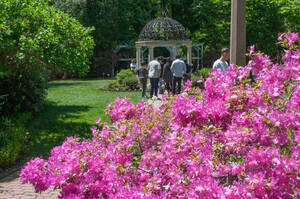 Carousel image e4abad6efbf13ec0d26f azalea 1