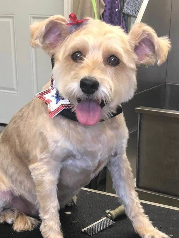 good pets for 9 year olds