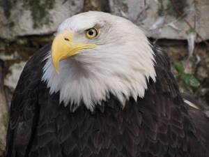 Carousel image 9faf40e68e126f1cca4f bald eagle
