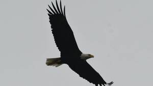 Carousel image e669d558f3d6f01379ad bald eagle