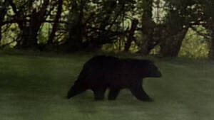 Carousel image 3acb58 lack bear sighting olebury ownship