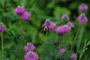 Carousel image 6c66fb5d09d63f3e6446 bee on dalea purpurea 300 