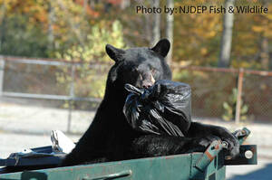 Carousel image 989e6025c2f7778aa96d bear with garbage