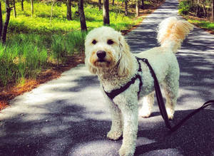 Beckett the goldendoodle, of Fanwood, turns 2 years old in July. A measure the borough council is considering would overturn a longstanding ban on pets in local parks.