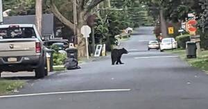 Carousel image f94e0e black bear sighting