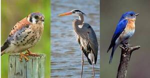 Carousel image c6b661 eace alley ature enter birdwatching