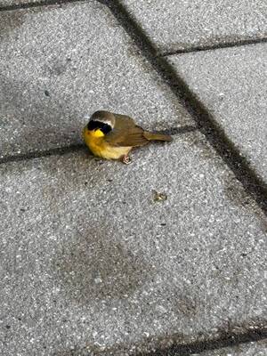 Carousel image c7a8a26497e4015edf18 birds