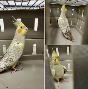 Carousel_image_c8641a15f8ae3948afbf_bird_found_2020_july_26_ed8kq8xxoaaando