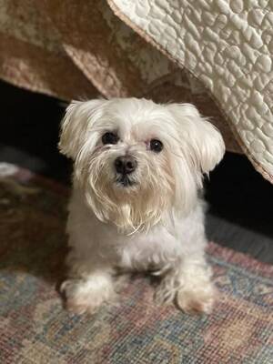 Carousel image clone 1676547 e187c881964f6cc357a3 biscuitarellanocypressbend