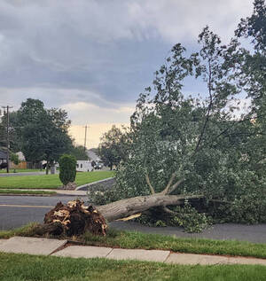 Carousel image d31c55214aba50693c29 birch run fallen tree