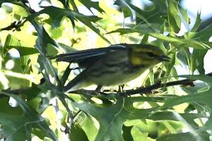 Carousel image 0cd2301933eca82f6e27 black  throated green warbler sep 21 2024