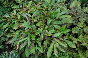 Carousel image 1b8de6922d4f6641a01a blight on peony foliage