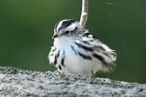 Carousel image 8e6e78624614d964a213 black and white warbler sep 21 2024