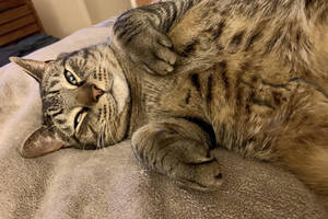 Carousel_image_1dce33b0897ac1d1ac09_bob3