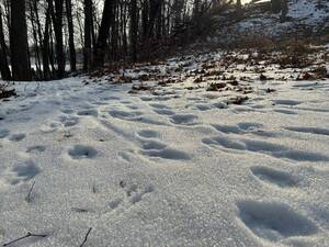 Carousel image 50ef41c162a4db74ef9f braves nature winter