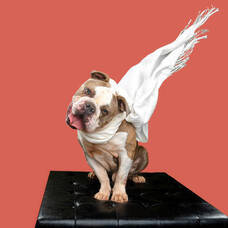 Carousel image 28bc57f59ac15b01e2c4 burlco animal shelter hambone 3