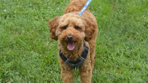 Carousel image 2d7df98ffaab7079faf5 buddy at the dogust event in scotch plains on saturday.