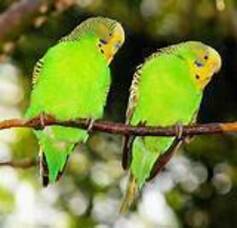 Carousel image cabbe826816ab270b81f budgerigar birds
