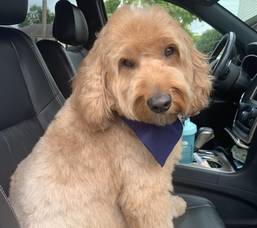 Boulevard Veterinary Clinic Pet of the Week: Cannoli