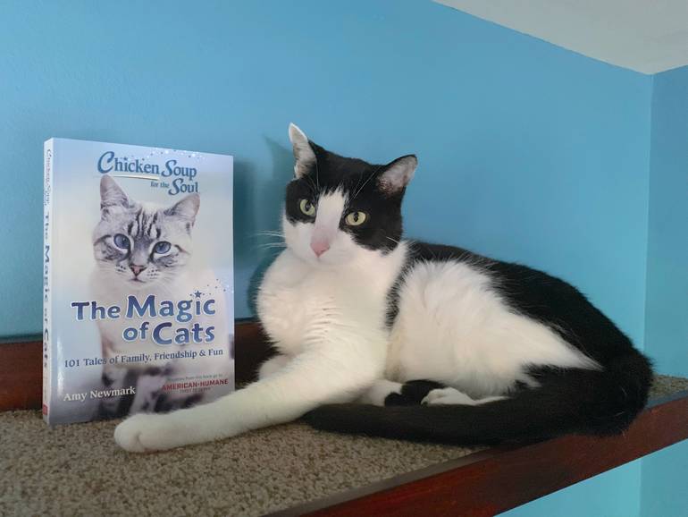 Bridgewater Woman Publishes Stories On Dogs Cats Tapinto