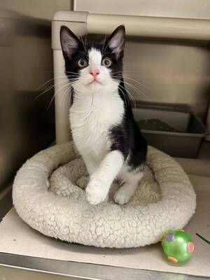 Carousel image 594b39aa8d1eb6fd322f cat adoption pars