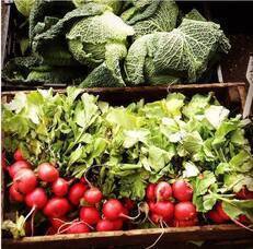 Carousel image 7e25c0c0e3c34a04e560 carousel image 7039b7c69e404387ac46 38e6df8d668e4c0d016c cabbage and radishes
