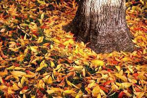 Carousel_image_9828c5f1ac9ec4f523e9_carousel_image_9b276451e302e09e2fdf_photo-1511457769340-8729ef8cce99