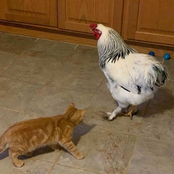 Chicken Owner Says It’s Hogwash that Chickens Aren’t Pets TAPinto