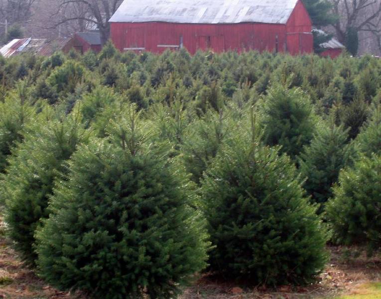 State Department Of Agriculture Encourages Purchase Of Nj Grown Christmas Trees Tapinto