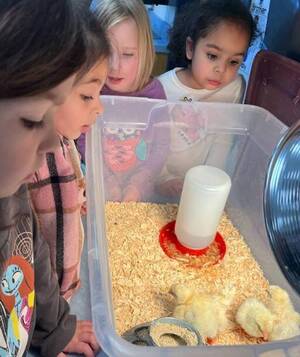 Carousel image 2d19931d8df68517cf63 chicks3